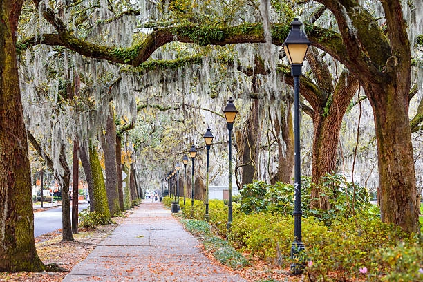 Savannah live oaks at golden hour