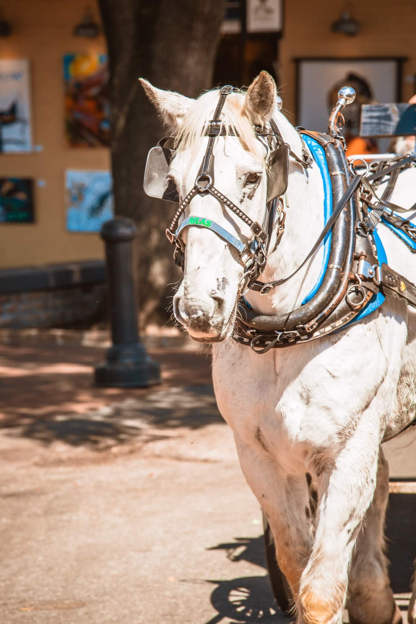A romantic horse-drawn carriage on a quiet Savannah street